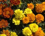 jardinera p06