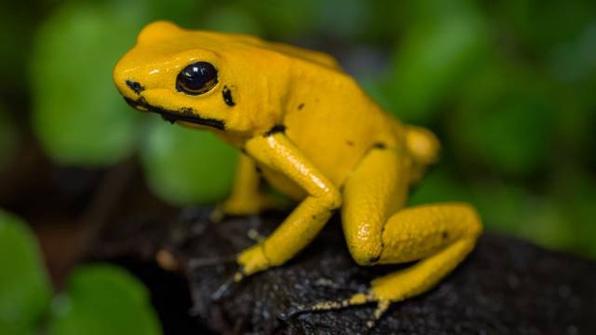 animales peligrosos mundo rana dorada