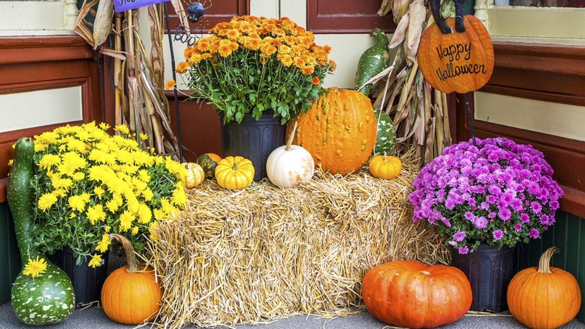 crisantemos calabazas jardin