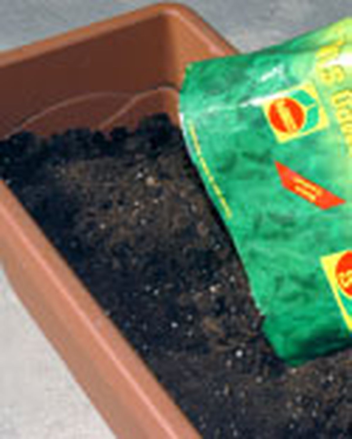 dipladenia pasionaria 1