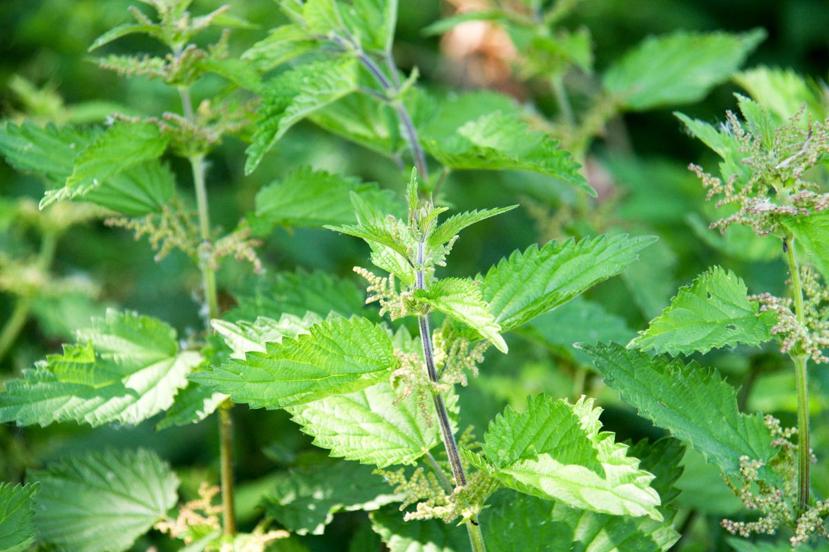 planta ortiga