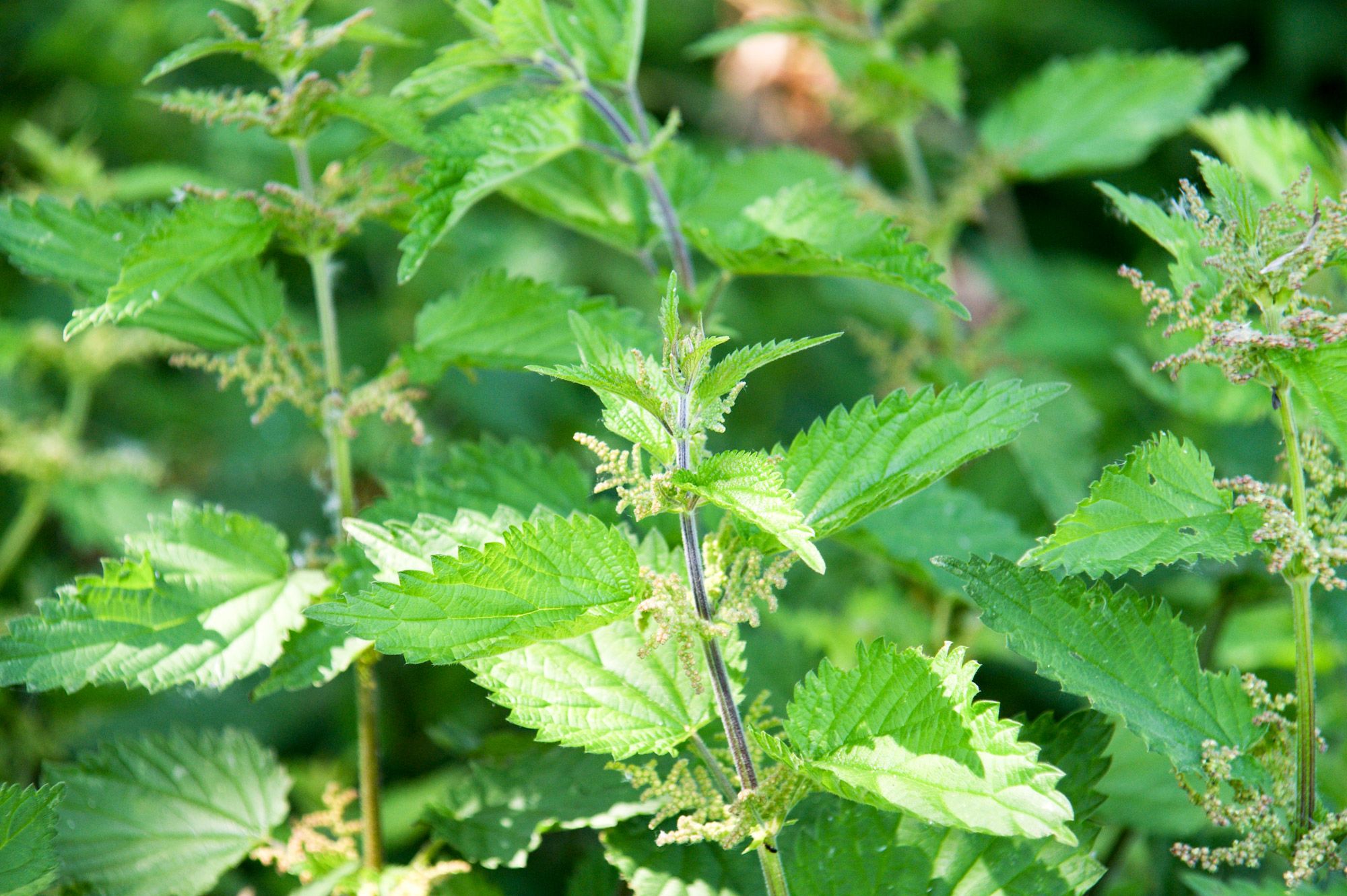 planta ortiga