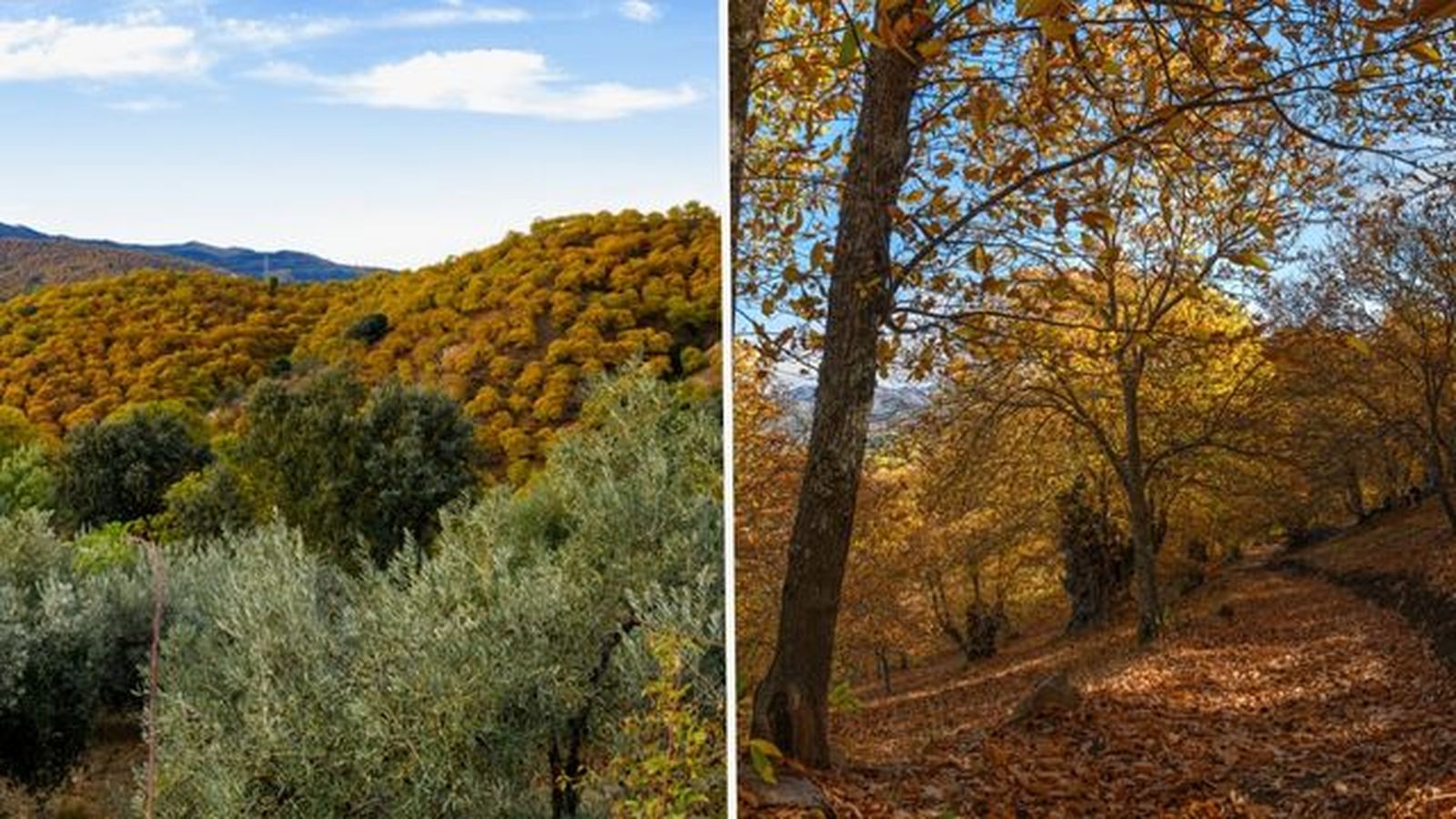 Bosque del cobre