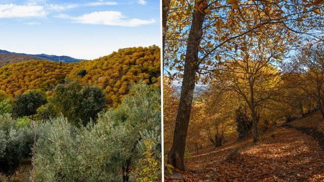 Bosque del cobre