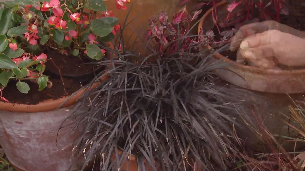 deco 0656 composicion fucsia iresine ophiopogon