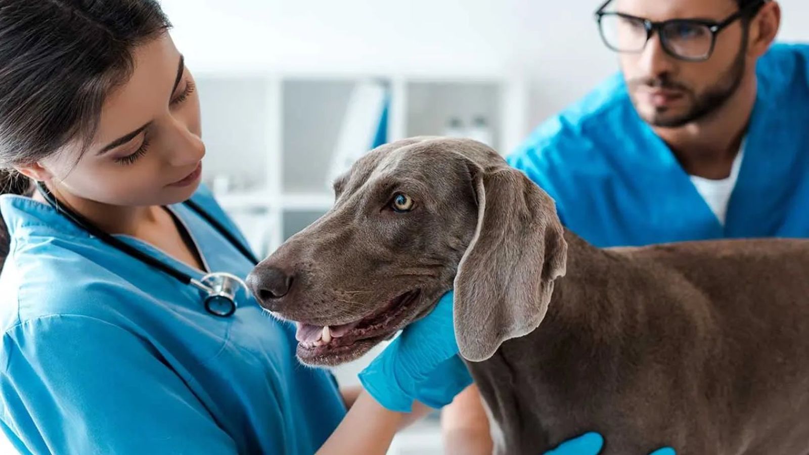 piometra en perros ok