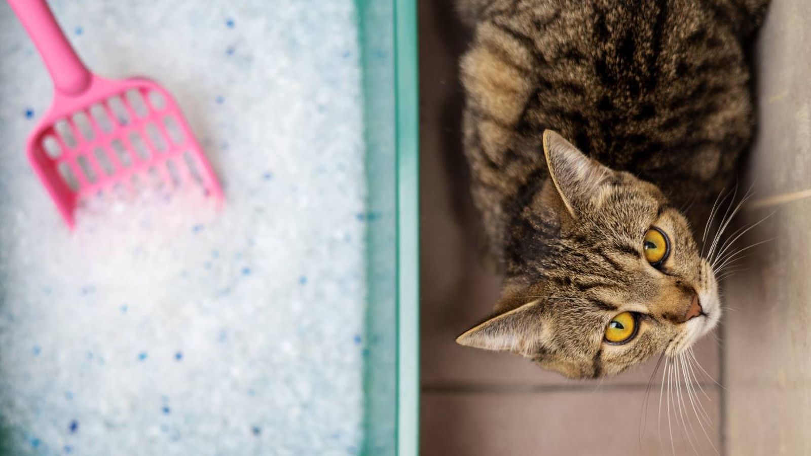 El arenero tiene que estar situado en un lugar tranquilo, lejos del comedero y bebedero.