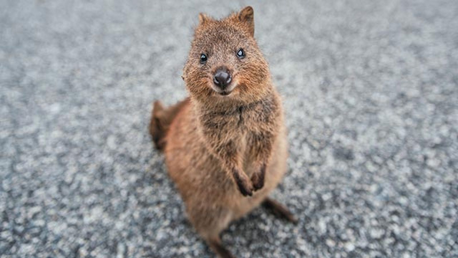 quokka 2