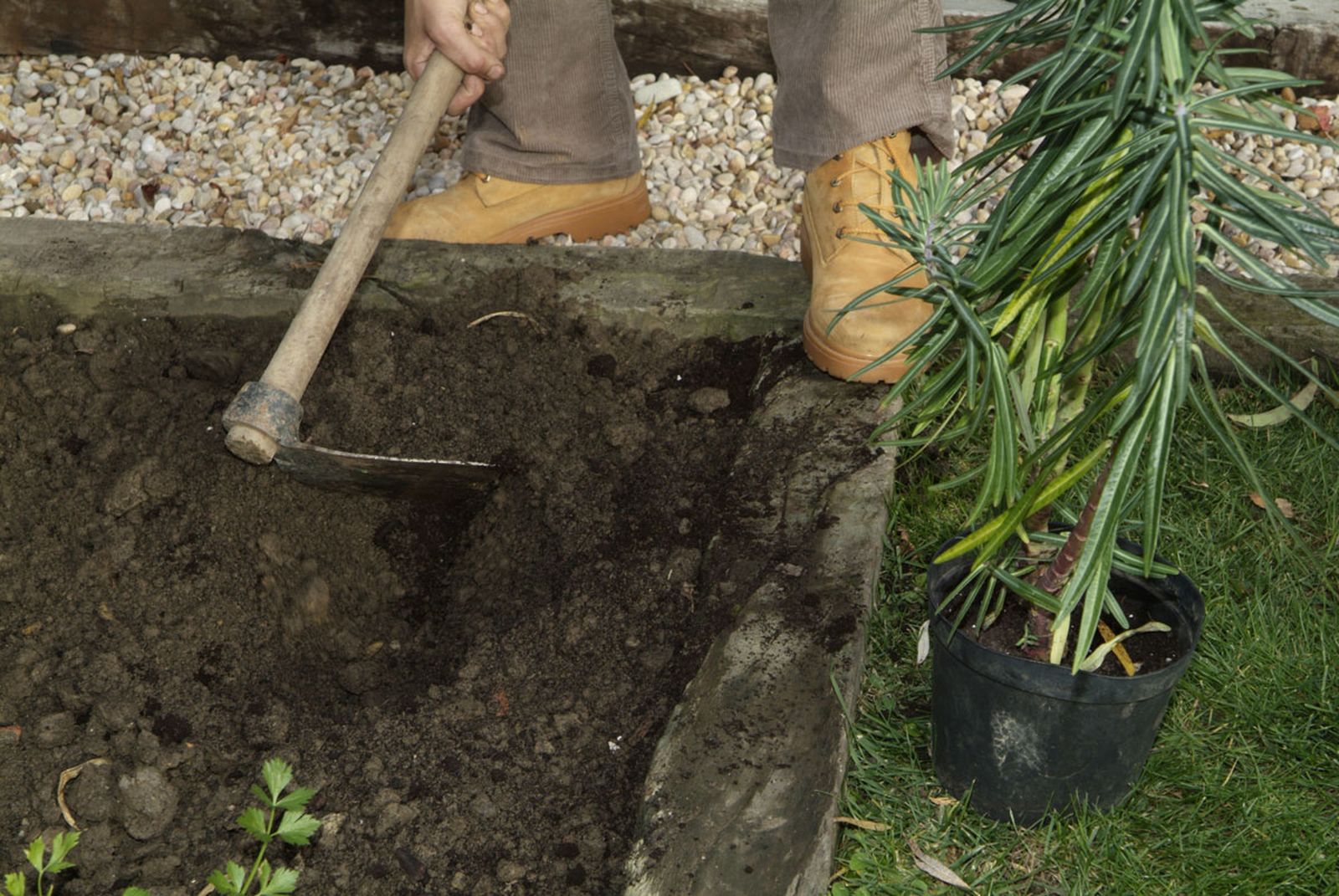 Planta para evitar topos paso 3
