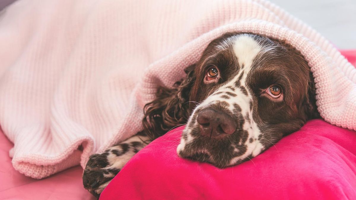 cosas donar refugio animales 8