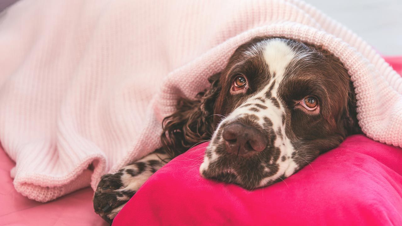 cosas donar refugio animales 8