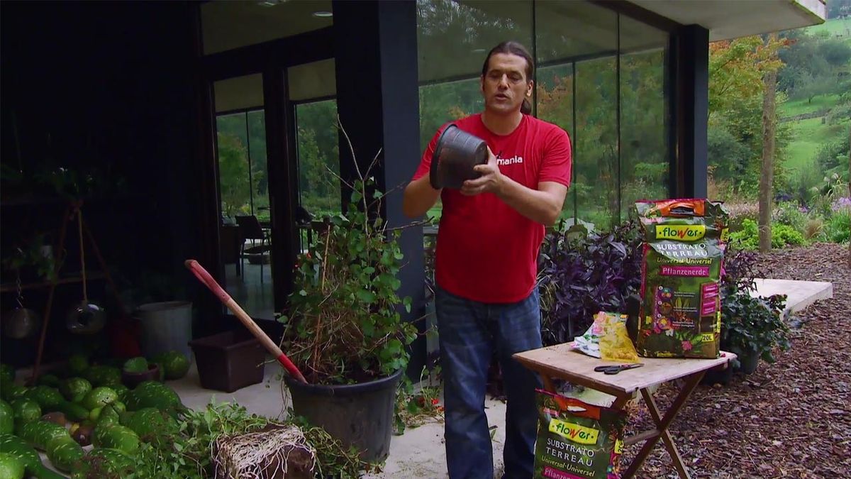 BRICO_JARDIN_888_Plantar bulbos de primavera en otoño contenedor