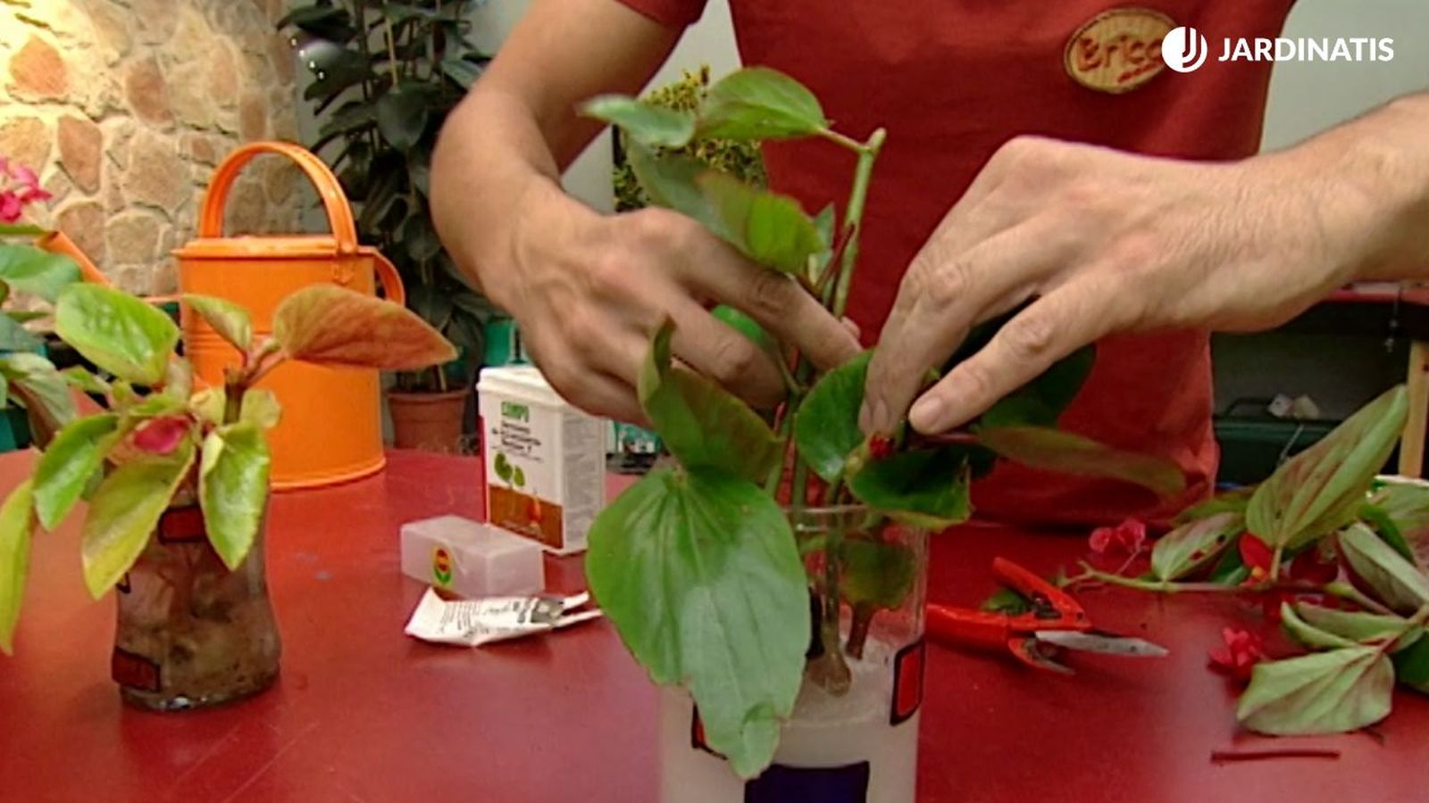 reproducir begonia esquejes de tallo brico 385