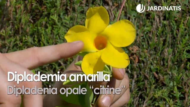 variedad de dipladenia opale citrine