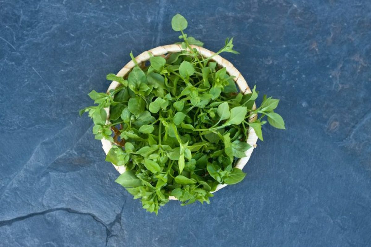 La planta pamplina tiene múltiples usos.