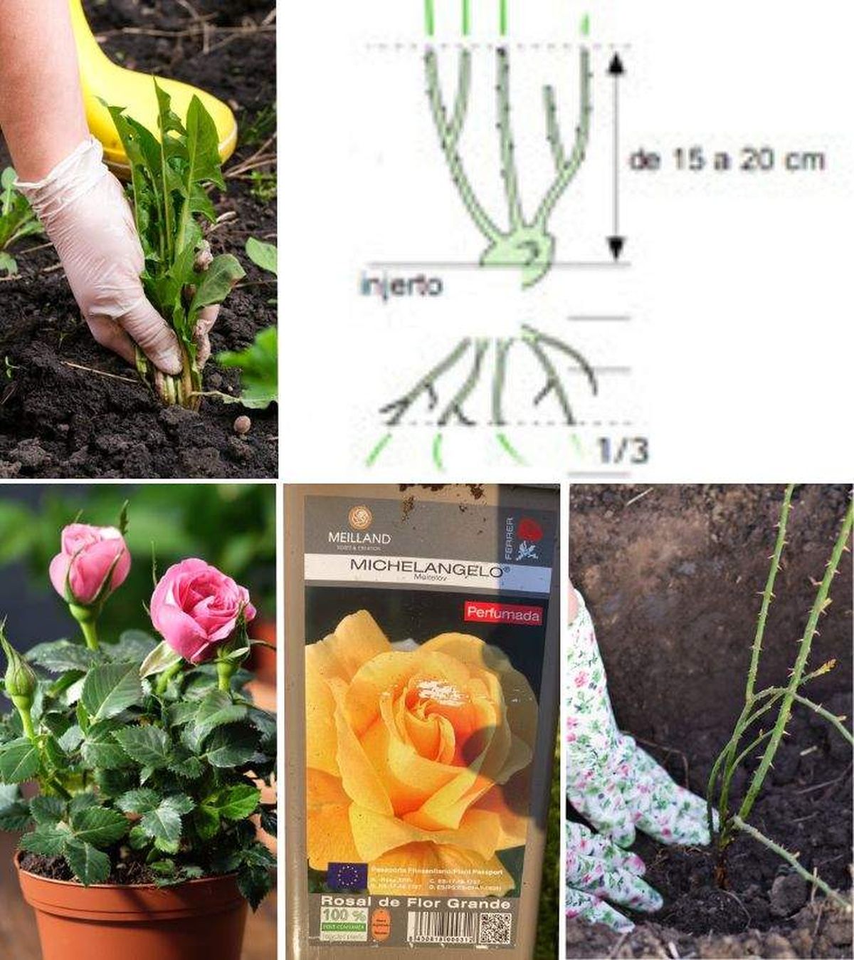 plantacion de rosales