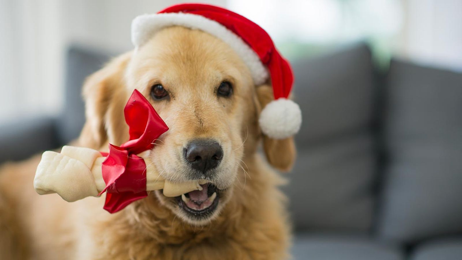 Existen varios tipos de huesos para perros: tanto artificiales como naturales.