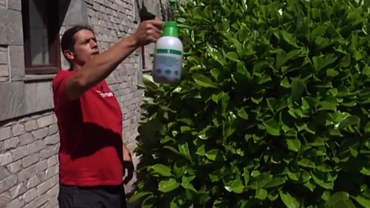 brico 709 jardin fumigar insecticidas ecologico cola de caballo sobre laurel cerezo