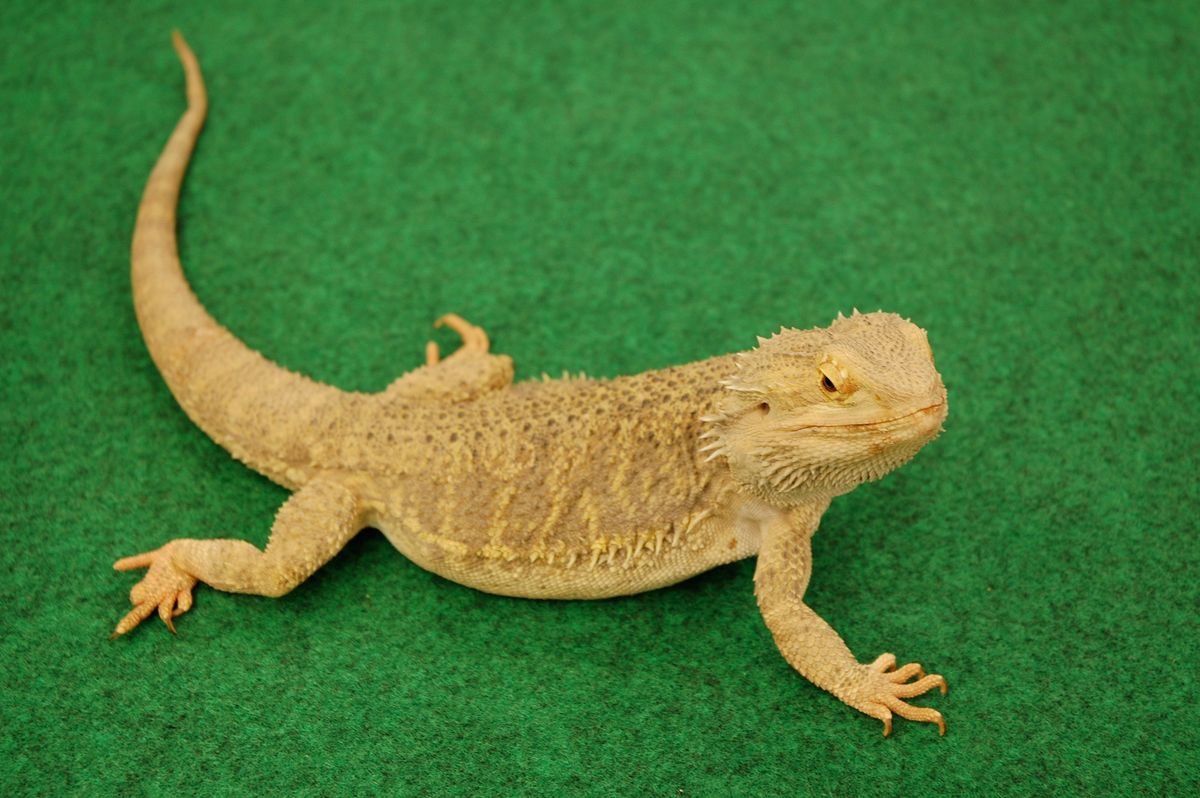 Los lagartos   dragón barbudo