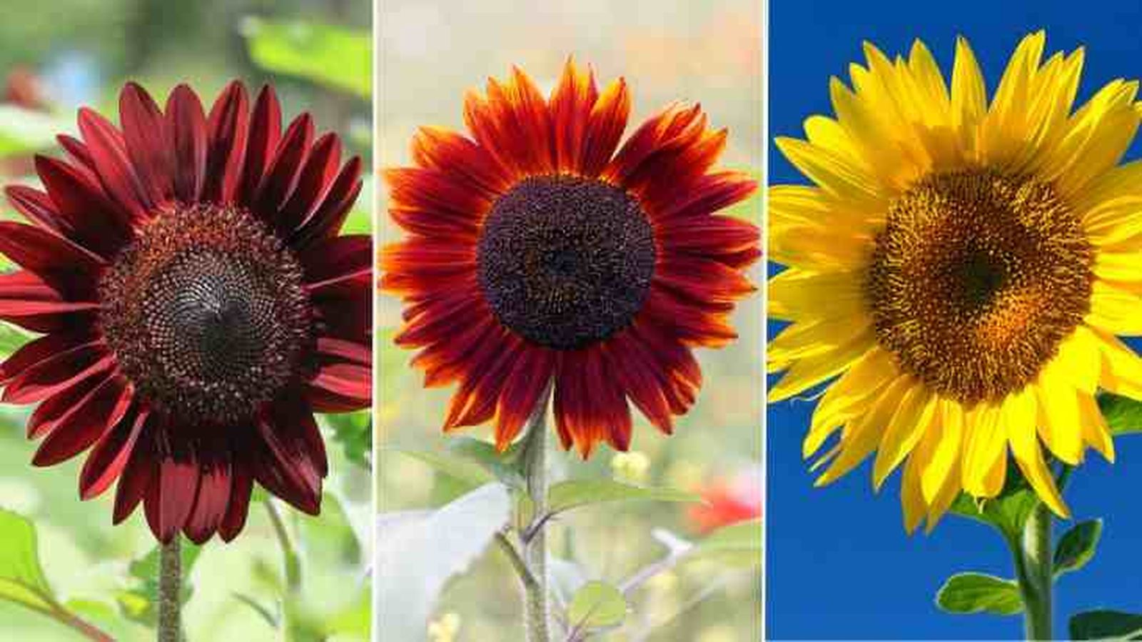 tipos de girasol