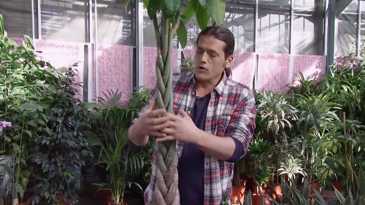 deco 685 variedades sansevieria variedad trenzado pachira