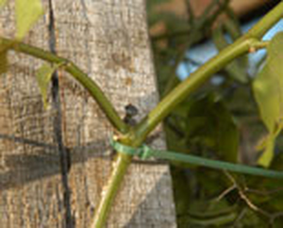 guiar enredadera p01