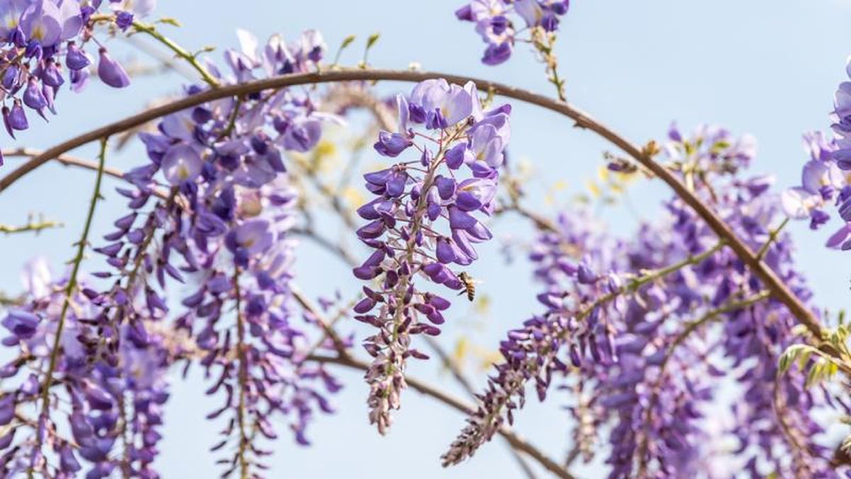 Wisteria sinensis.