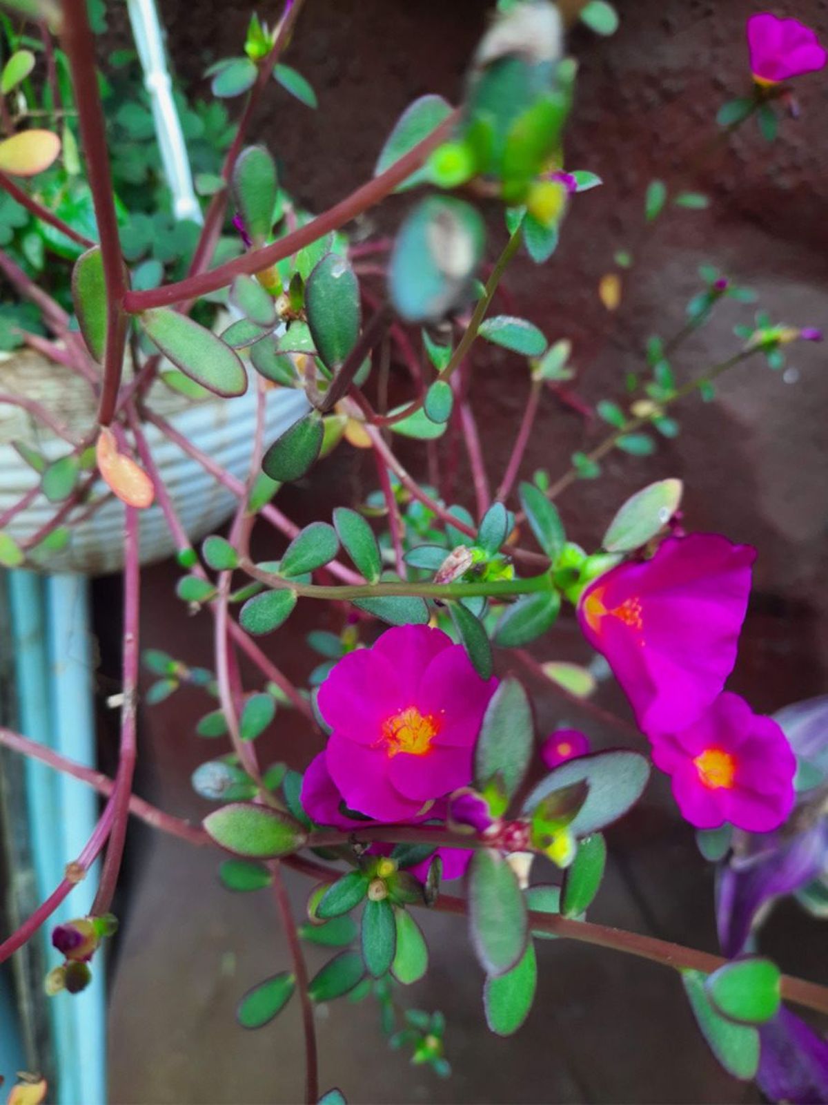 portulaca grandiflora suculenta colgante para el balcon