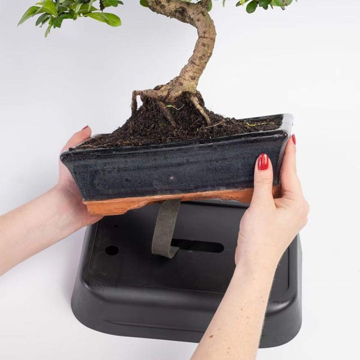 autoriego bonsais be breen