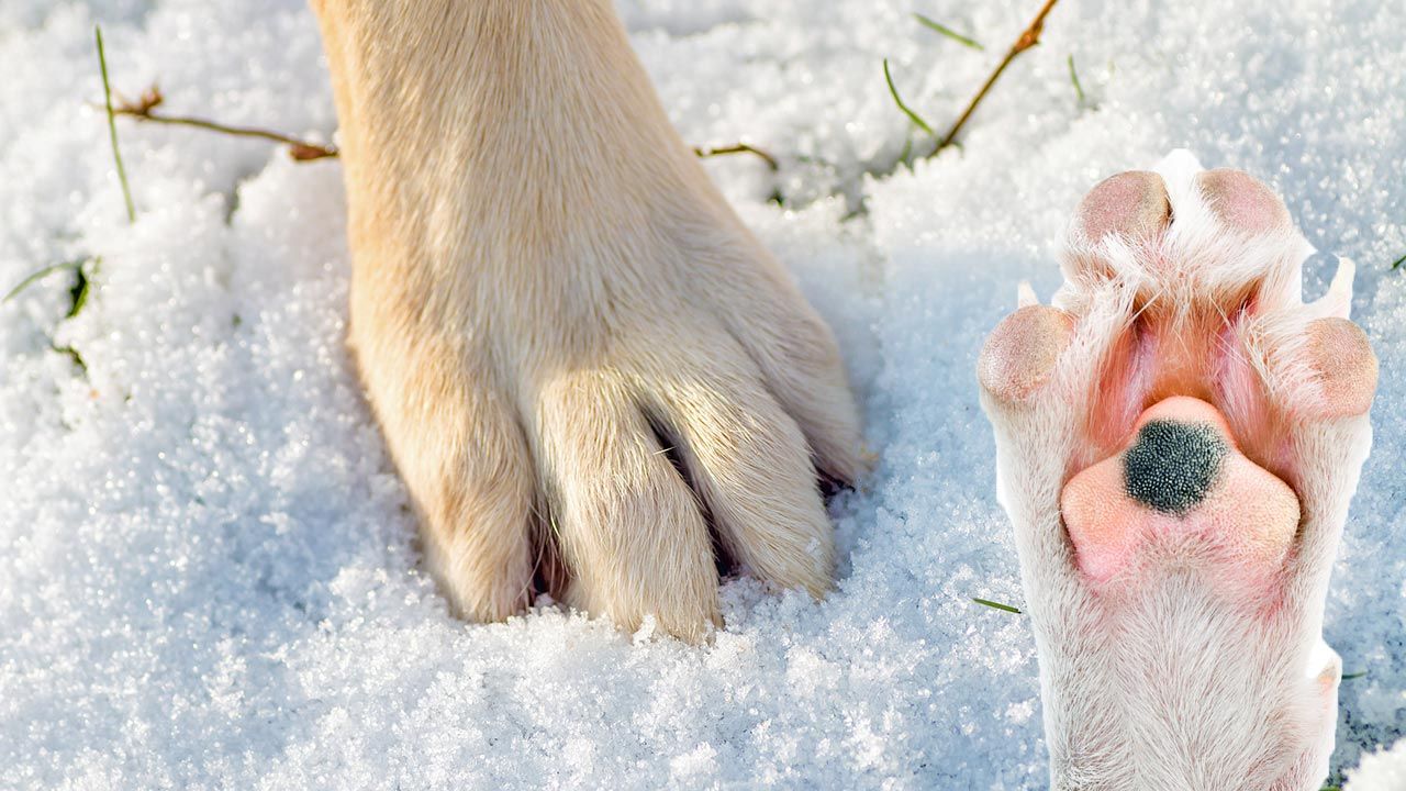 patitas perros nieve 3.1