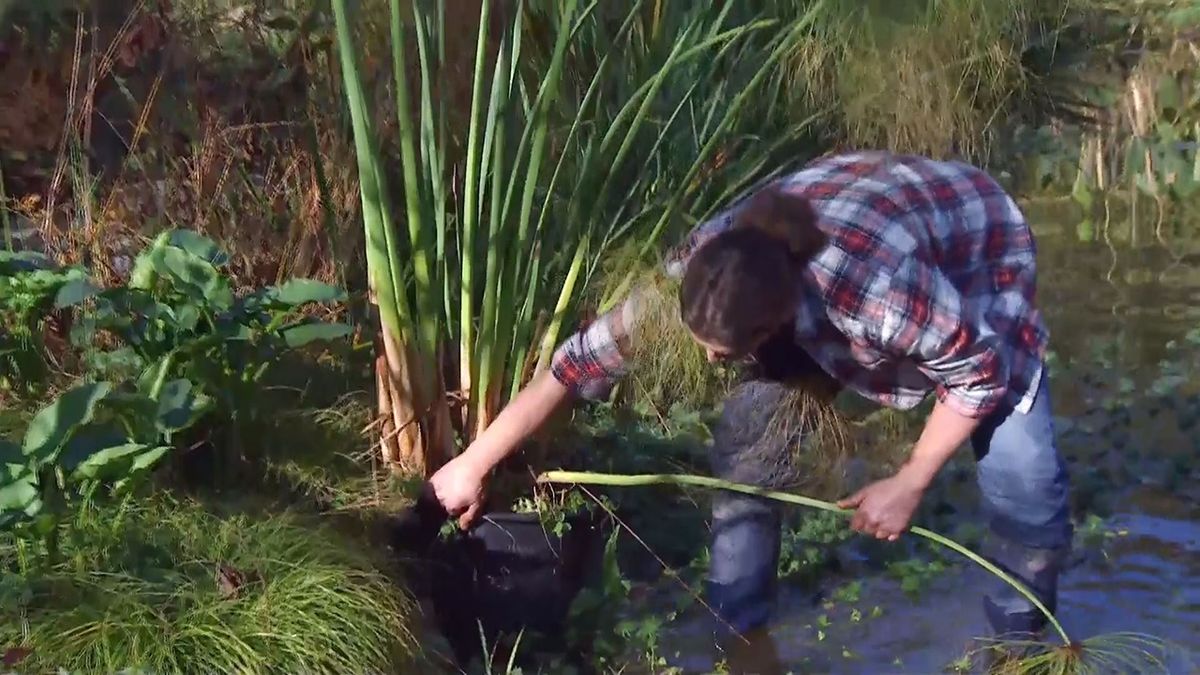 deco 676 cuidados papiro invierno sacar planta