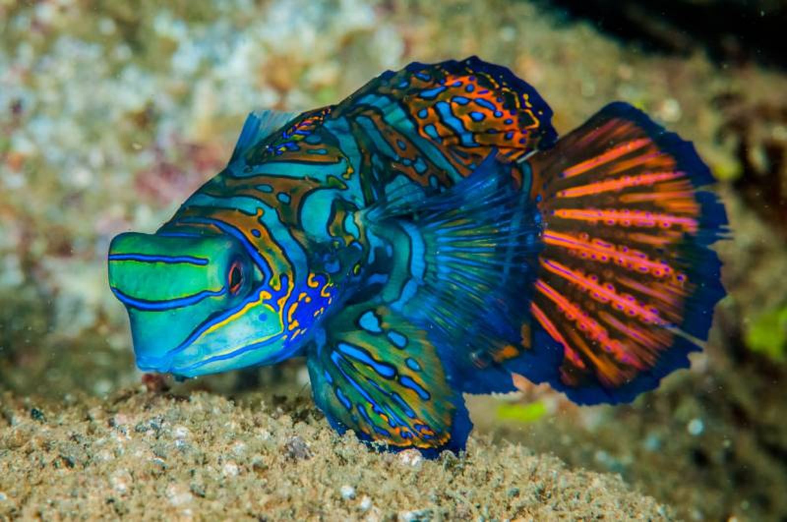 Sí que existen ciertos animales en la naturaleza que son azules o que contienen este color.