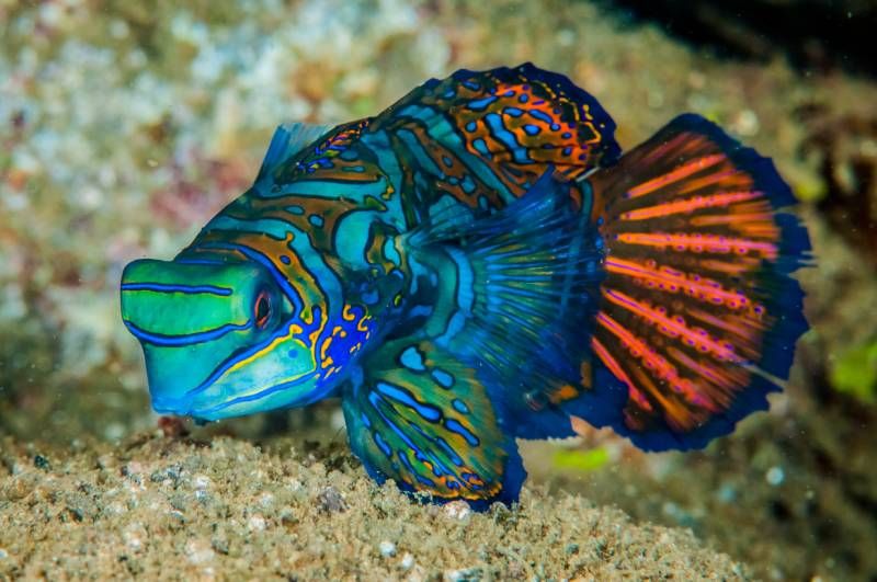Sí que existen ciertos animales en la naturaleza que son azules o que contienen este color.