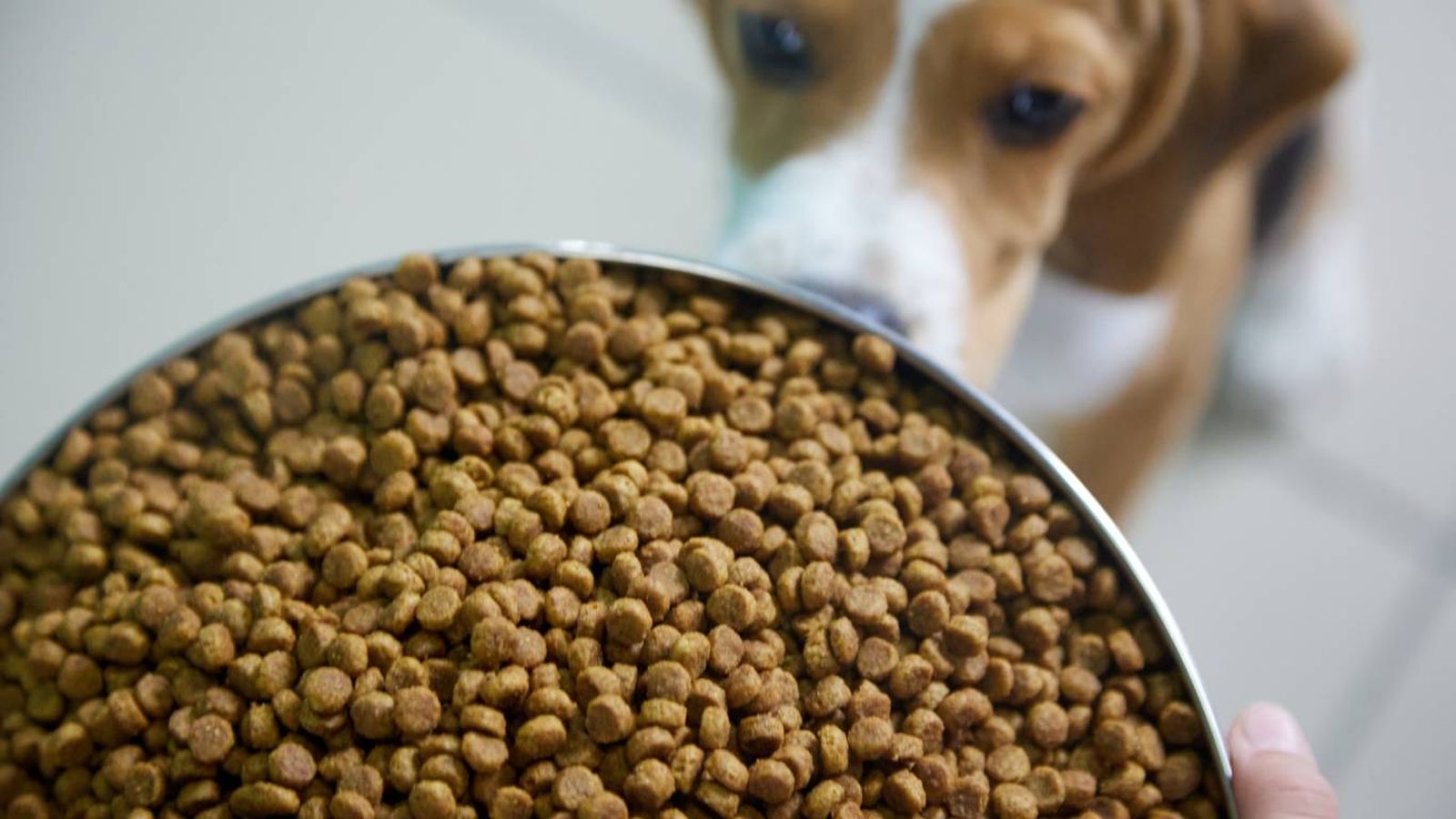Los piensos naturales están elaborados con ingredientes frescos y sin químicos añadidos.