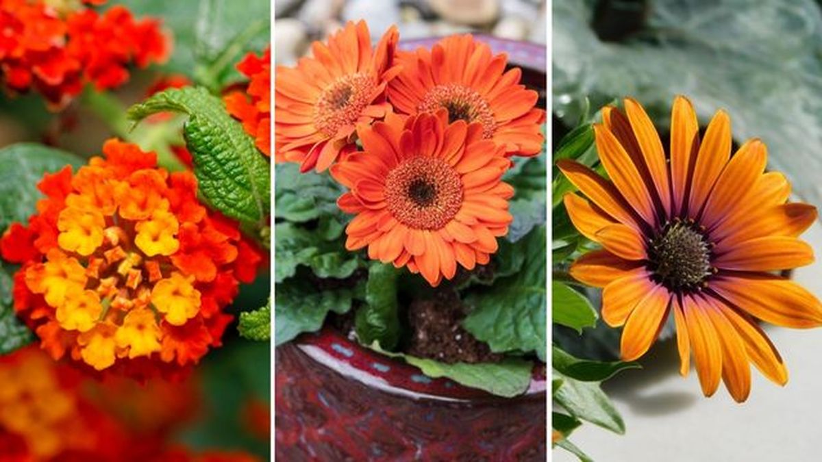 flores naranjas lantana camara gerbera margarita del cabo