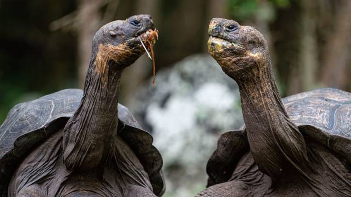 tortuga gigante de los galapagos especies peligro extincion