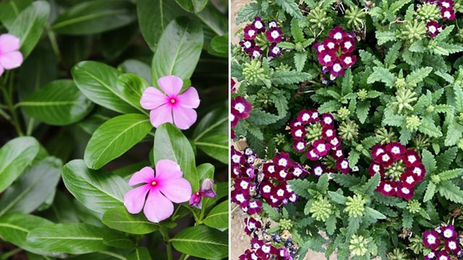 planta cubresuelos vinca verbena