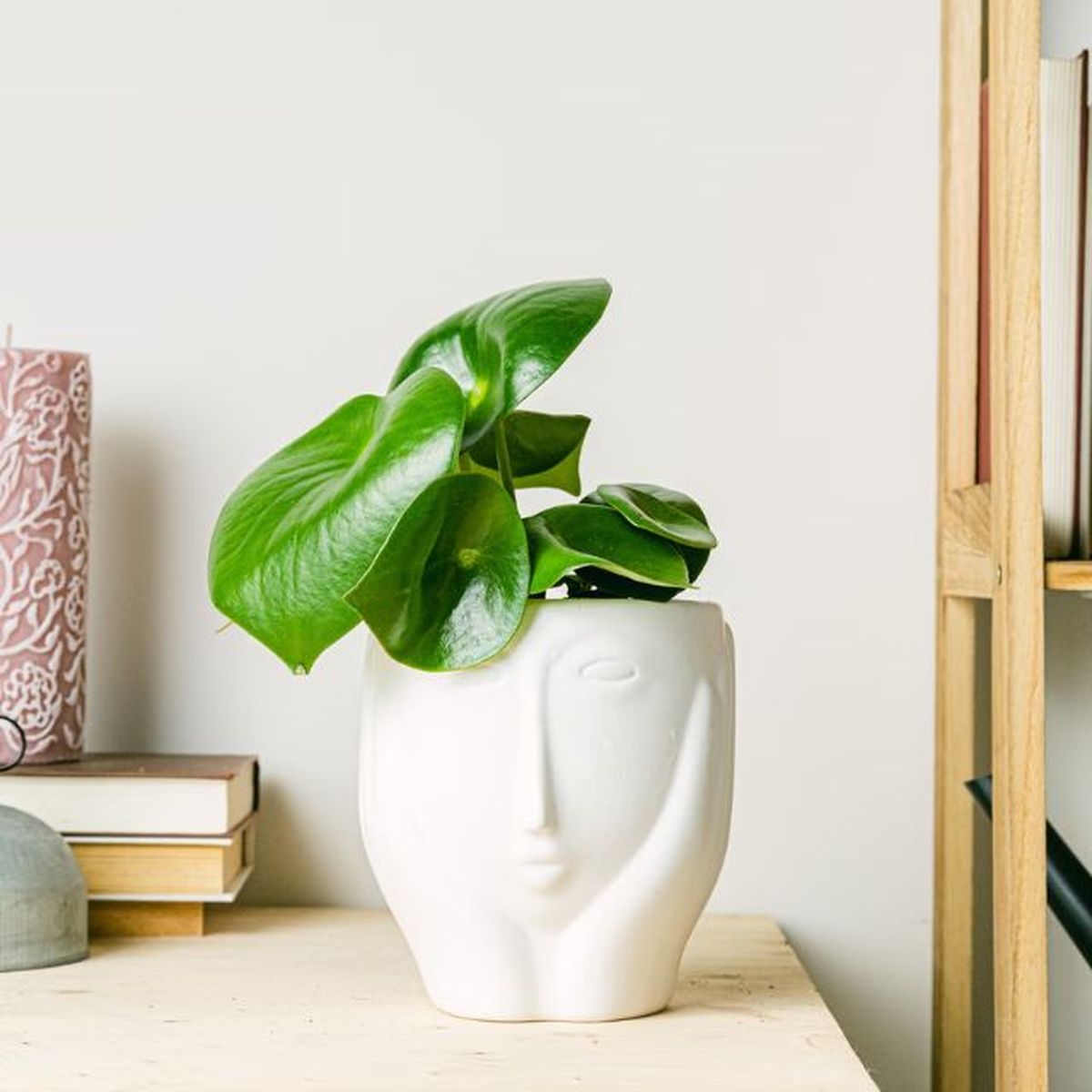 macetero seattle be green