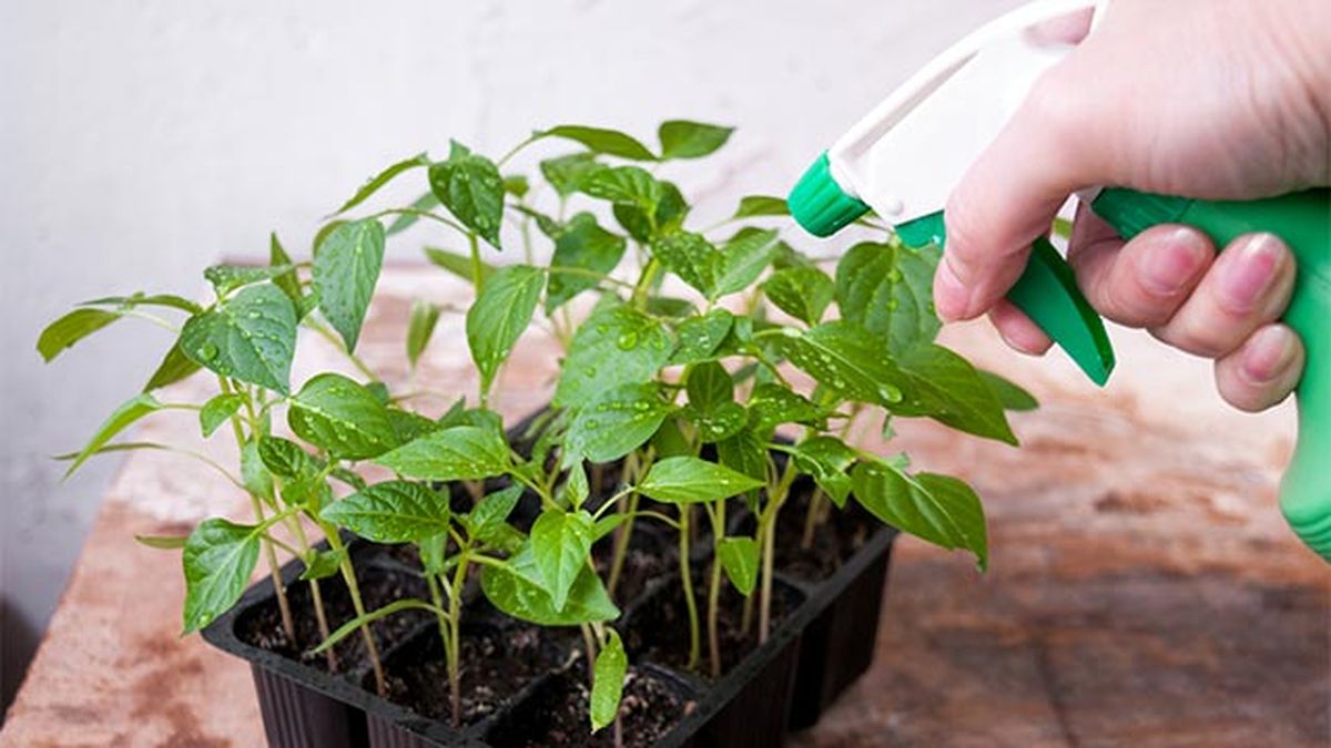 semilleros sensibles al ataque de mosca del sustrato