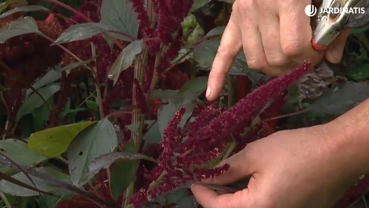 Los puntitos blancos en la coronación son las flores ya abiertas