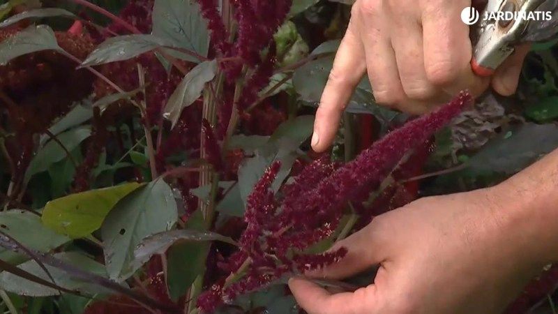 Los puntitos blancos en la coronación son las flores ya abiertas