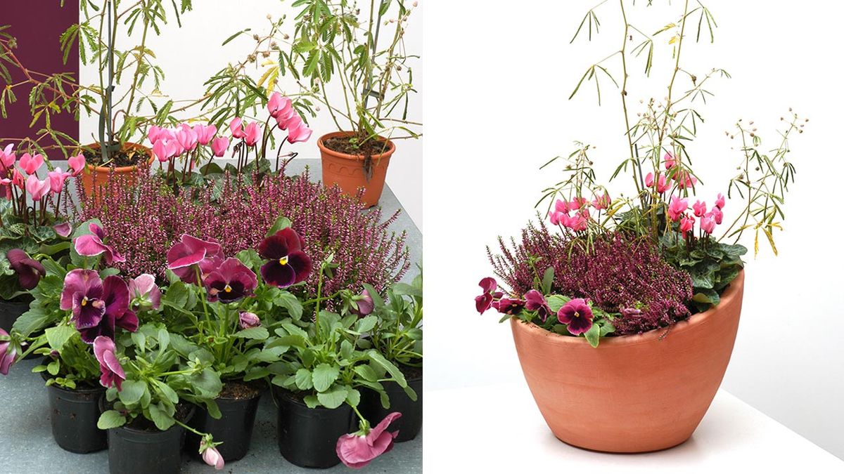 deco 114 composicion mimosa sensitiva xl