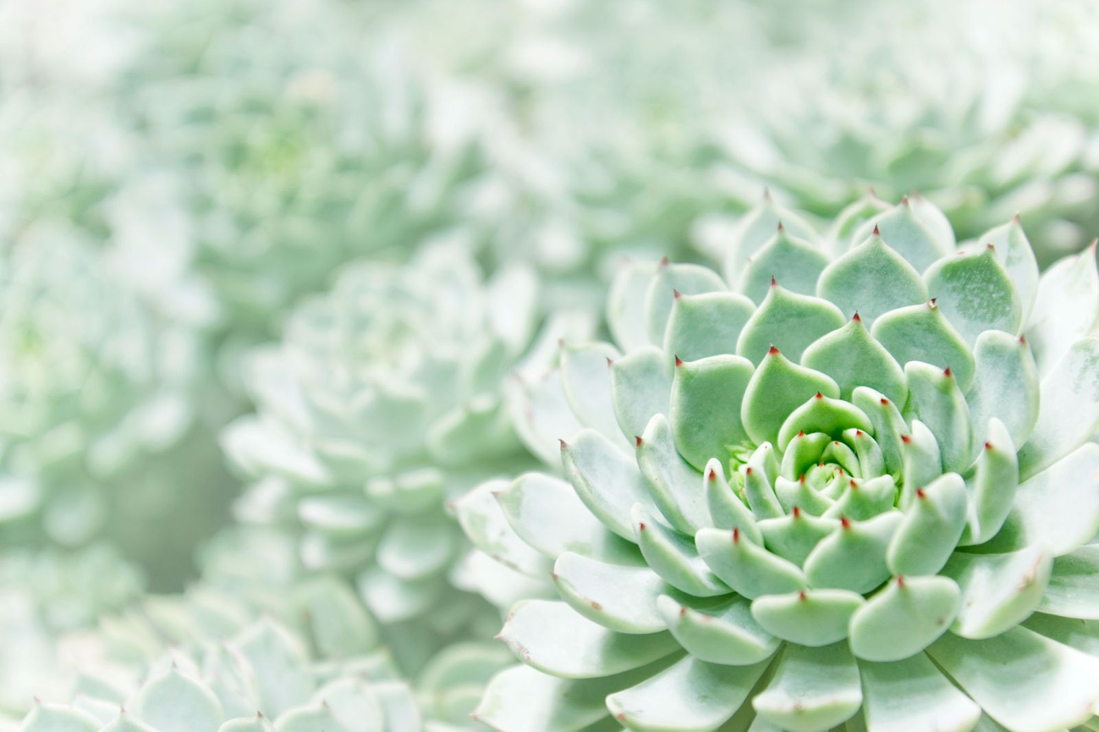 Variedades de Echeverias