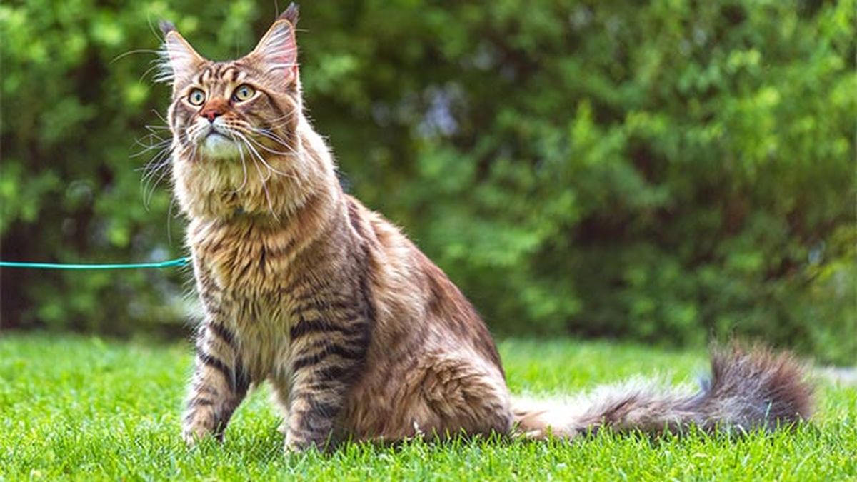 maine coon de paseo