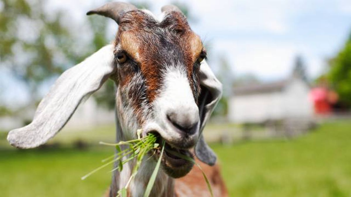 animales herbivoros rumiantes ejemplos cabras ovejas vacas
