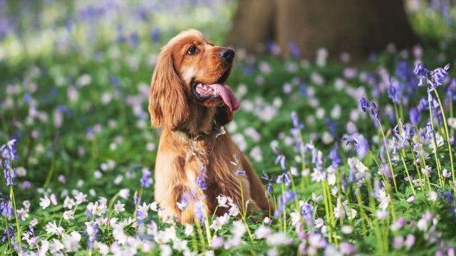 cocker spaniel 4