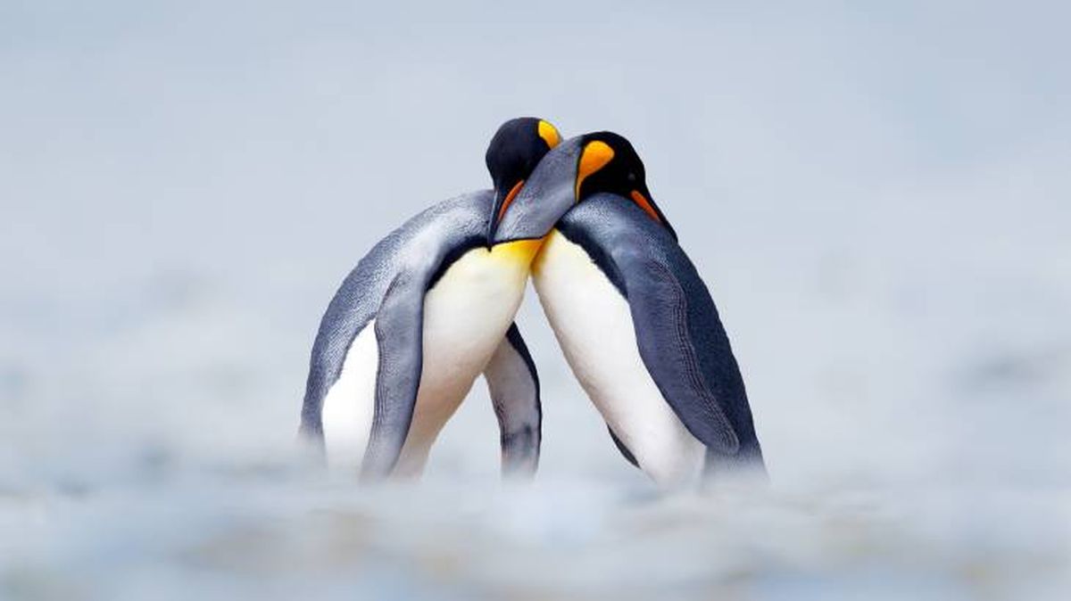 diversidad sexual animal pinguino