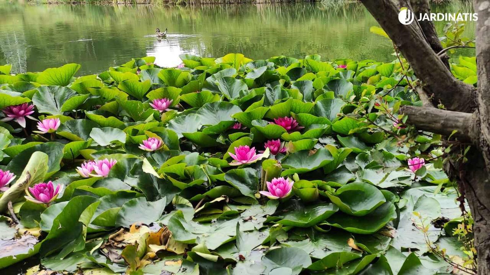 Nenúfar en estanque