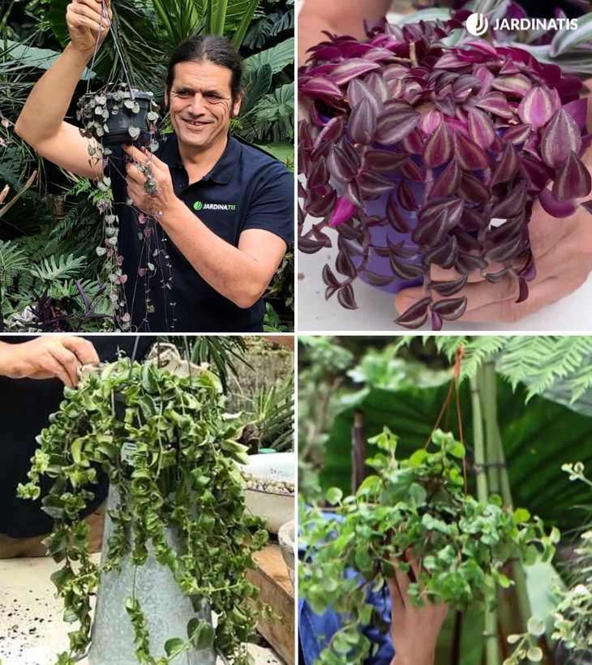 De arriba a abajo: Ceropegia woodii, Tradescantia zebrina Purple Passion, Aeschynanthus rasta y Plectranthus verticillatus