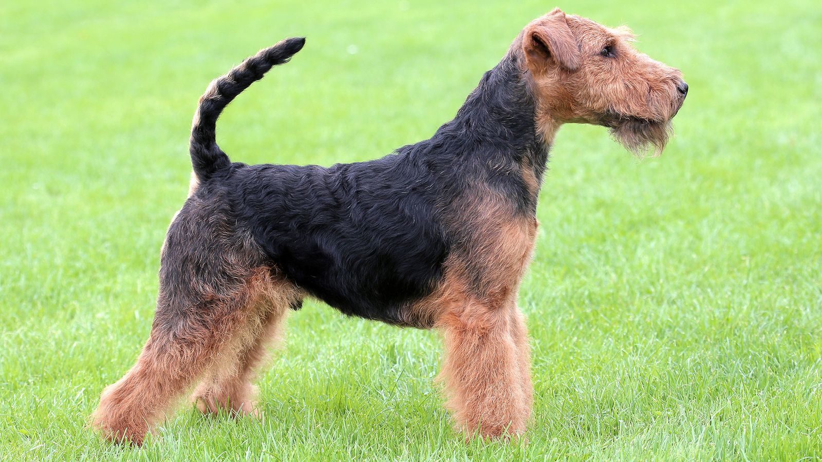 Razas perro origen gales Terrier